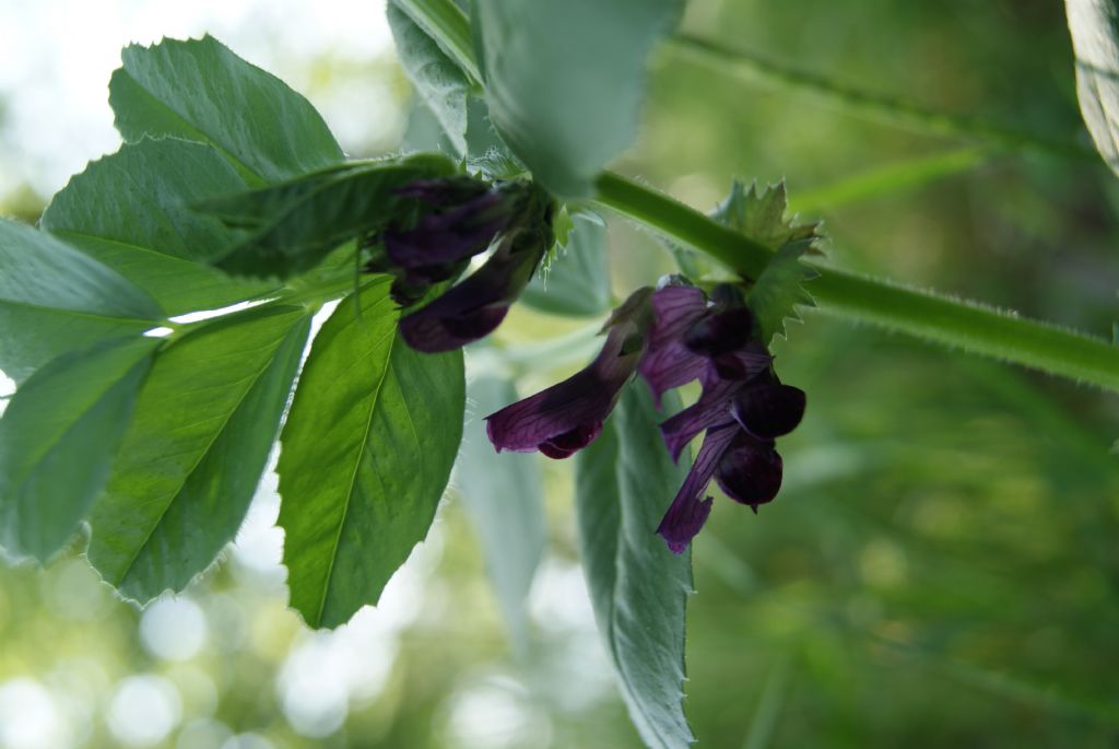 Vicia narbonensis subsp. serratifolia / Veccia narbonensis